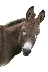 Fotobehang portrait brown donkey isolated on white background © fotomaster