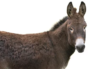Fototapeten portrait brown donkey isolated on white background © fotomaster