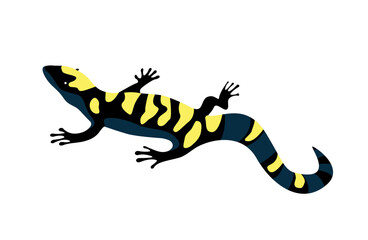 Salamander, lizard - top view, illustration