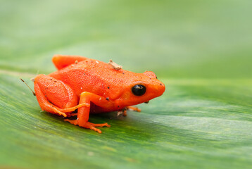 Golden Mantella - Mantella aurantiaca, beautiful endemic golden frog from Madagascar rain forest.