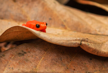 Golden Mantella - Mantella aurantiaca, beautiful endemic golden frog from Madagascar rain forest.