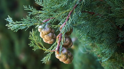 Cypress tree cone hanging from a branch