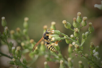 Macro of a wasp in a meadow