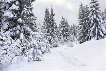 Winter landscape with path with footprints in snow following in fir forest