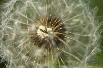 Flowers & Insects