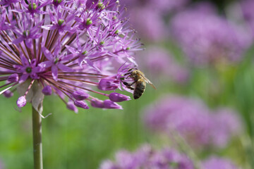 Flowers & Insects