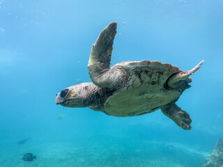 Tortue marine à la Réunion