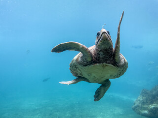 Tortue marine à la Réunion