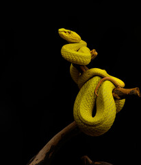 snake on a black background