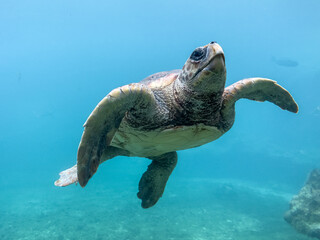 Tortue marine à la Réunion