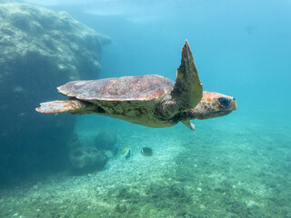 Tortue marine à la Réunion