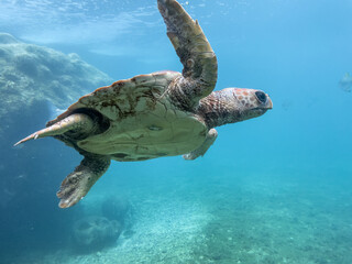 Tortue marine à la Réunion