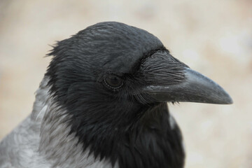 Hooded crow close up portrait. Corvus cornix