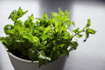 Fresh mint herb leaves in white bowl on wooden kitchen table. Green mint bunch. Cooking food with fresh mint herb ingredient