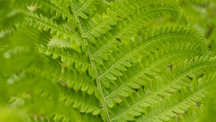 Bright green spring fern leaves with one large branch in focus and out of focus leaves in the foreground and background.

