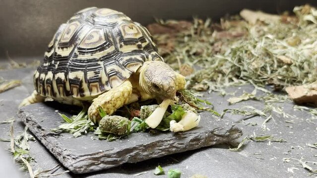 Leopard tortoise exotic pet eating pellet food in his enclosure.