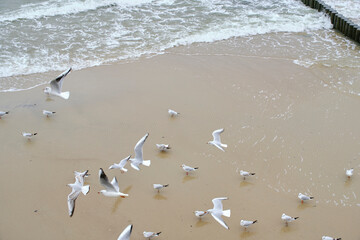 Seagulls sandy shore and rolling waves.