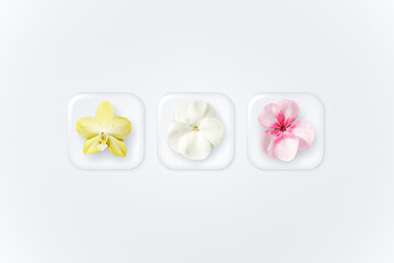 Various flowers in a transparent square.