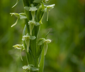 Close up of green wildflower orchid blooms on a background of green shade. These are Bog Orchids also known as platanthera.
