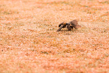 pájaros jugando en su hábitat natural