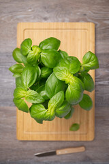 Basil bush in a pot on a wooden kitchen table, Top view of basil leaves.