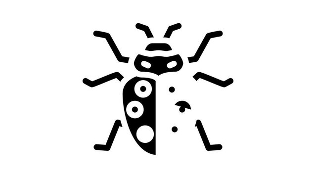 ladybug insect glyph icon animation
