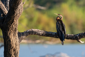 Anhinga d'Afrique,.Anhinga rufa, African Darter