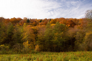 Ojcowski Park Narodowy i jesienny las na tle błękitnego nieba - obrazy, fototapety, plakaty