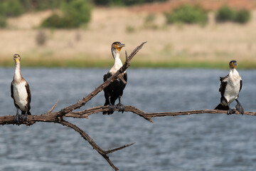 Cormoran à poitrine blanche,.Phalacrocorax lucidus, White breasted Cormorant