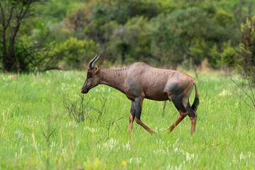 Damalisque, Damaliscus lunatus, Parc national Kruger, Afrique du Sud