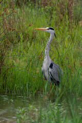 Fototapeta premium Héron cendré, Ardea cinerea, Grey Heron