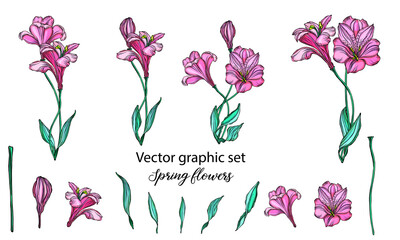 Vector floral arrangements with romantic pink flowers. Isolated on a white background.