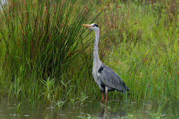 Héron cendré, Ardea cinerea, Grey Heron