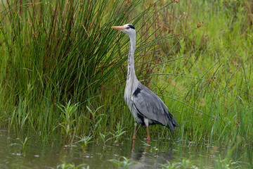 Héron cendré, Ardea cinerea, Grey Heron