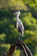 Héron cendré, Ardea cinerea, Grey Heron