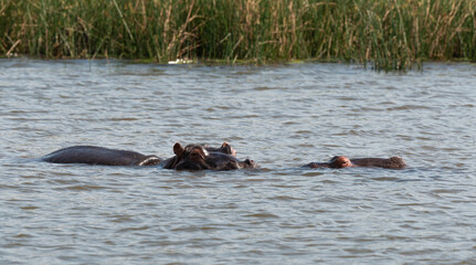 Hippopotame, Hippopotamus amphibius, Afrique du Sud