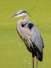 great blue heron standing in an algae covered pond