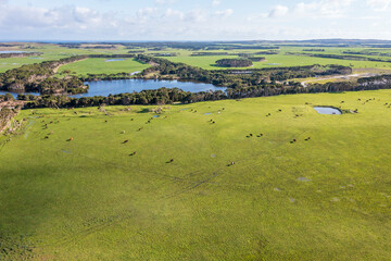 Drone aerial photograph of cows grazing in a field on King Island - obrazy, fototapety, plakaty
