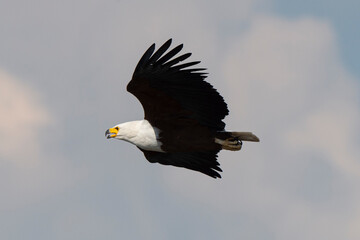 Pygargue vocifère,.Haliaeetus vocifer , African Fish Eagle, Parc national Kruger, Afrique du Sud