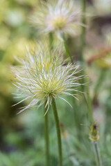 Cotton-grass plant close-up