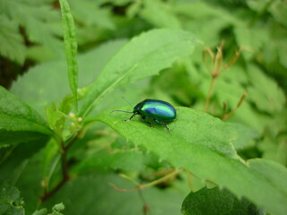 Green beetle on plant
