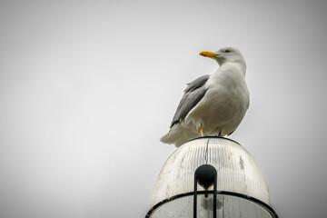 Seagull on top of a light with a gloomy background