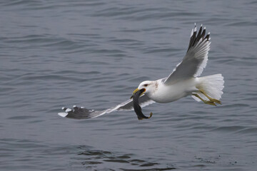 Fototapeta na wymiar Ring-billed Gull (Larus delawarensis) Catching Fish