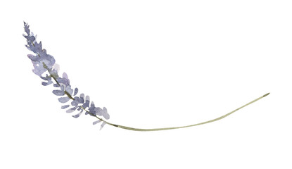 Watercolor lavender flower. Floral provence clipart.