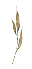 Fototapeta na wymiar Watercolor leaf clipart. Digital botanical illustration.