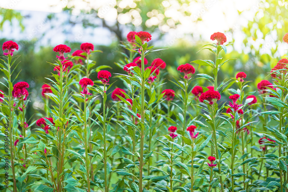 Wall mural Flowers in a beautiful garden