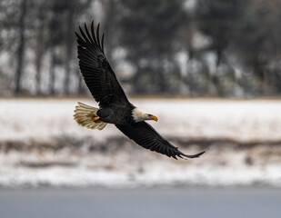 Bald Eagle (Haliaeetus leucocephalus) on the Hunt