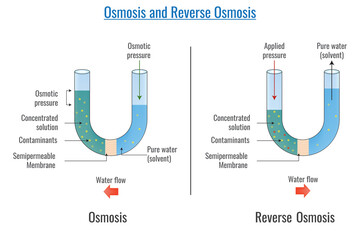 Osmosis and reverse Osmosis vector illustration - obrazy, fototapety, plakaty