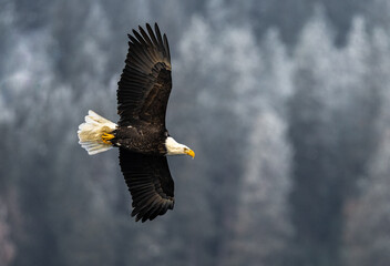 Bald Eagle (Haliaeetus leucocephalus) on the Hunt
