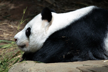 Obraz premium Close up Cute Panda in Singapore Zoo
